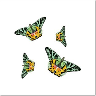 Colorful Butterfly , Cute Light Butterflies Gift Idea Posters and Art